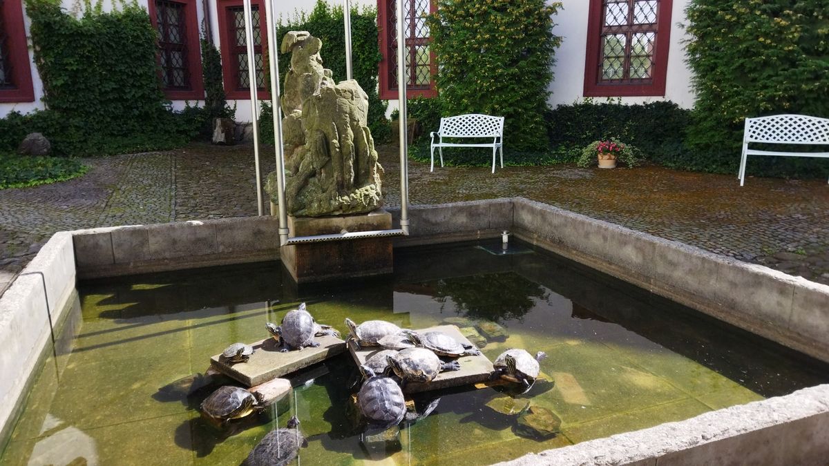 Vraťte želvu, natočila vás kamera, vzkázalo muzeum v České Lípě otci rodiny